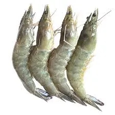 [MM-0107] Prawn Medium per kg