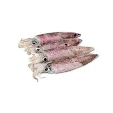 [MM-0108] Squid per kg